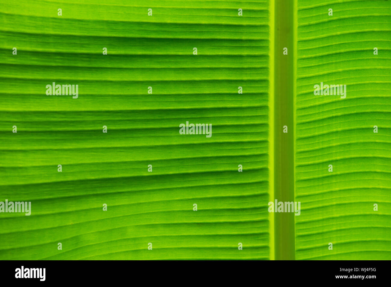 green leaf texture of a plant close up Stock Photo - Alamy