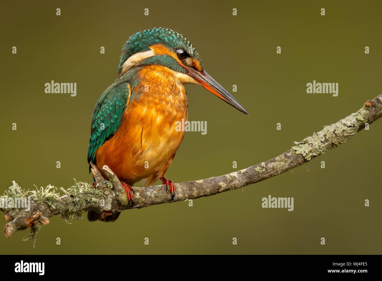 Common Kingfisher (Juvenile Female) - Guarda-rios (juvenil femea) - Alcedo atthis Stock Photo
