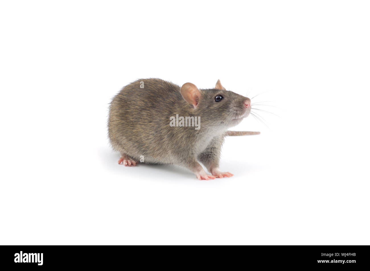 rat isolated on white background Stock Photo - Alamy