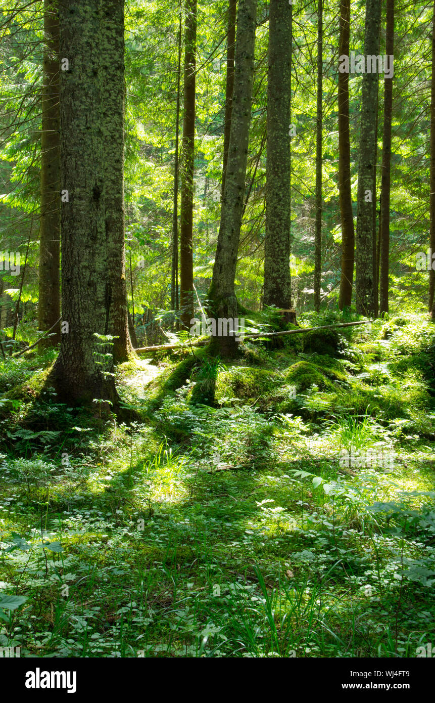 Early morning sun in the green forest Stock Photo - Alamy