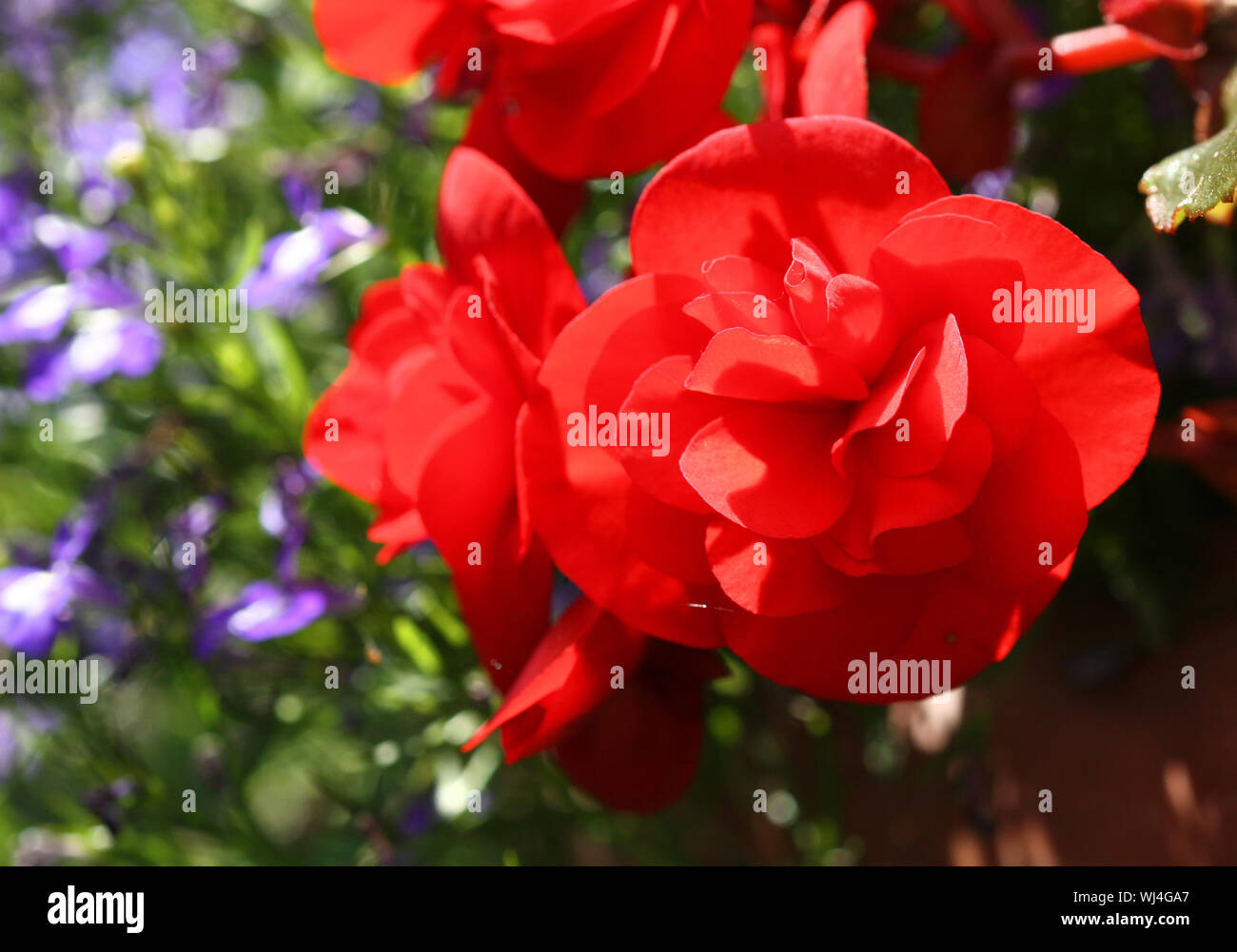 Red full bloom flowers of begonia Stock Photo