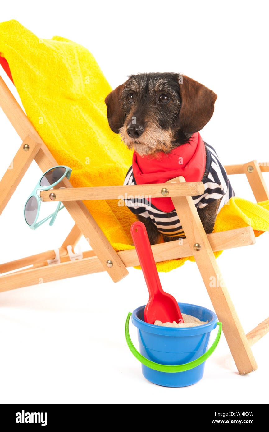 Wire haired dachshund in beach chair isolated over white background Stock Photo