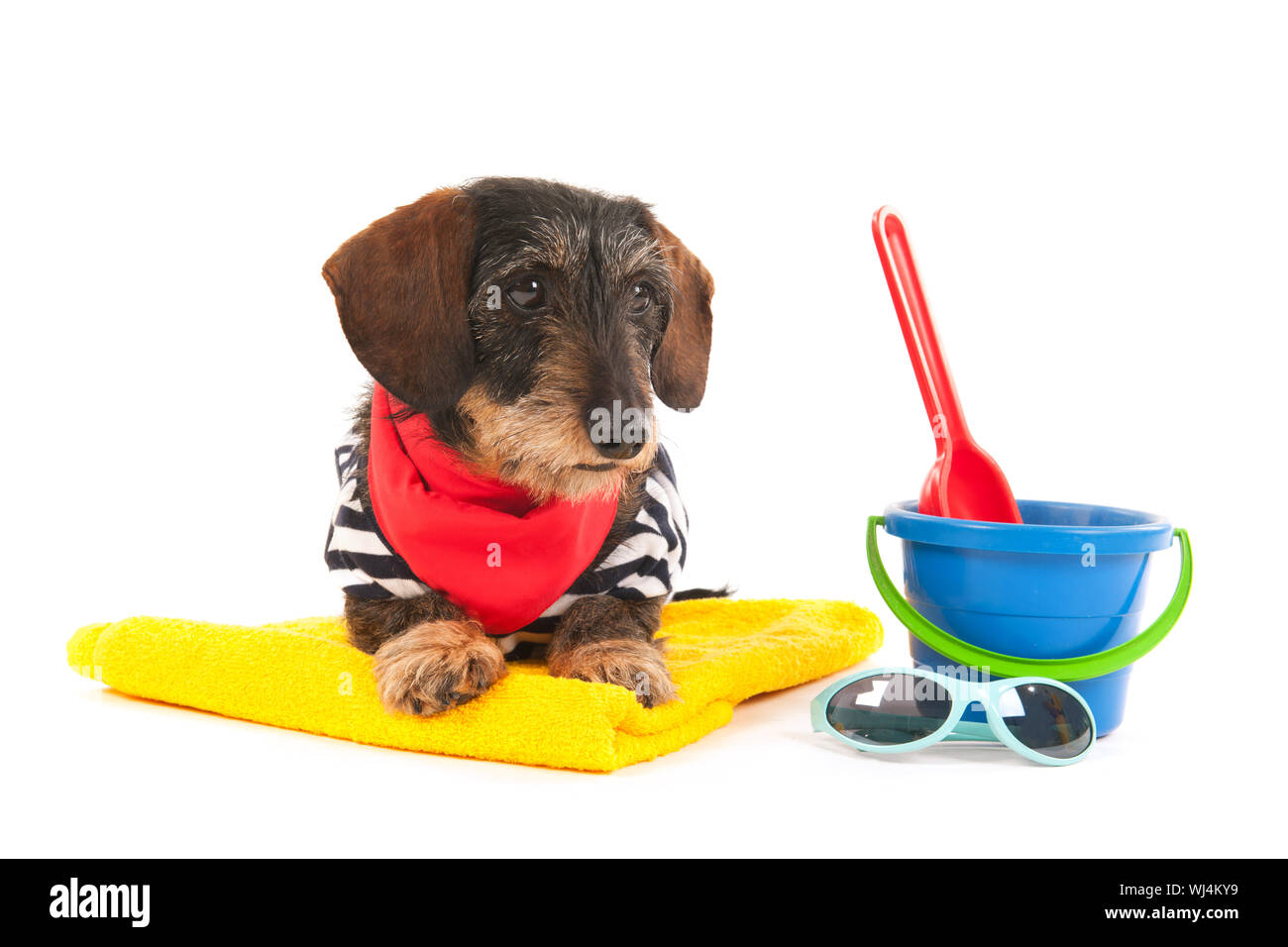 Wire haired dachshund at the beach in swim suit Stock Photo