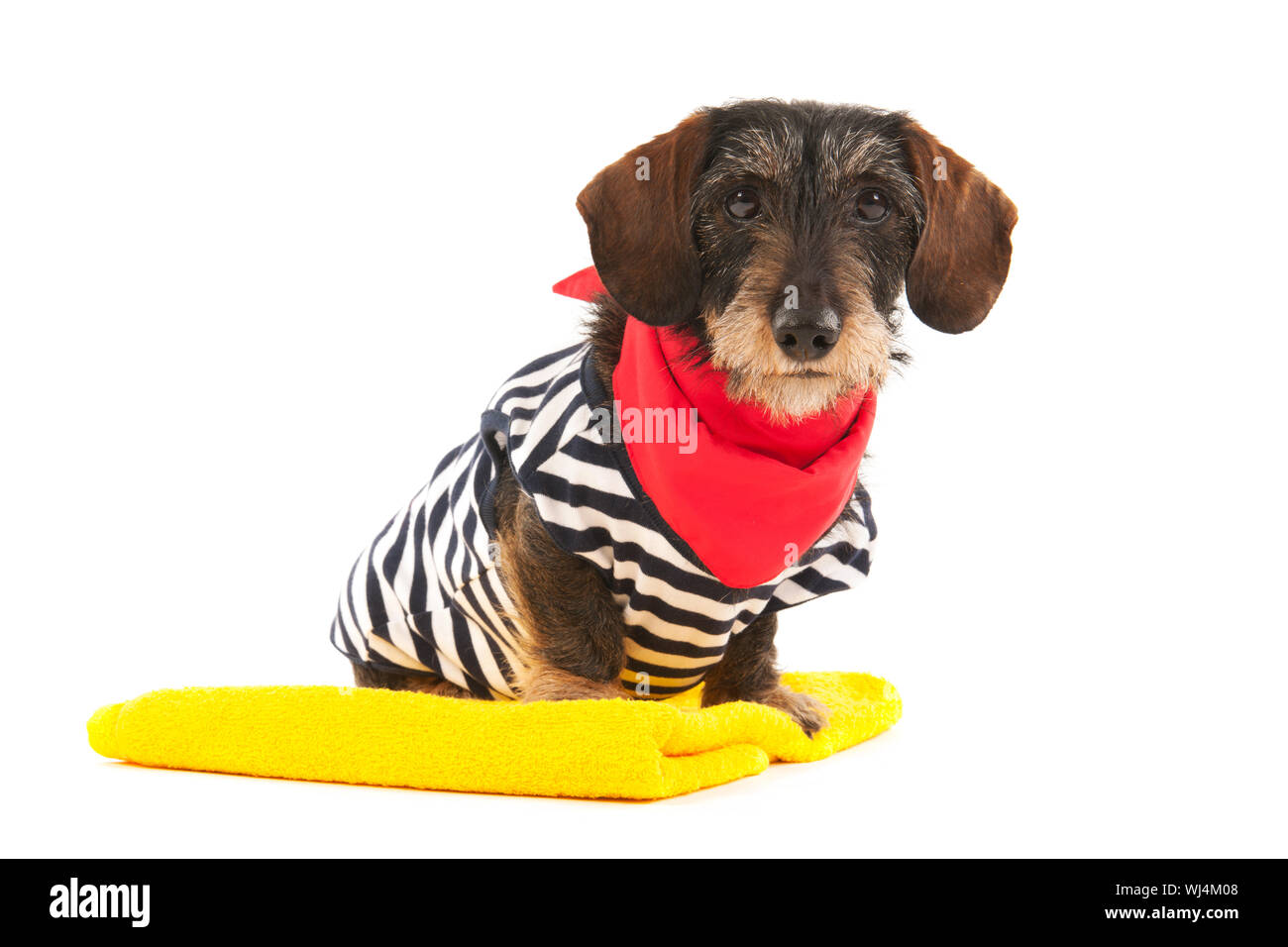 Wire haired dachshund at the beach in swim suit Stock Photo