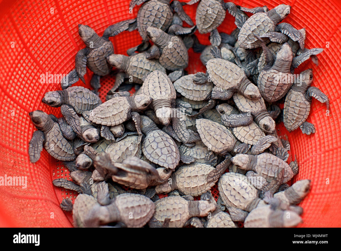 Baby turtles in red strainer Stock Photo