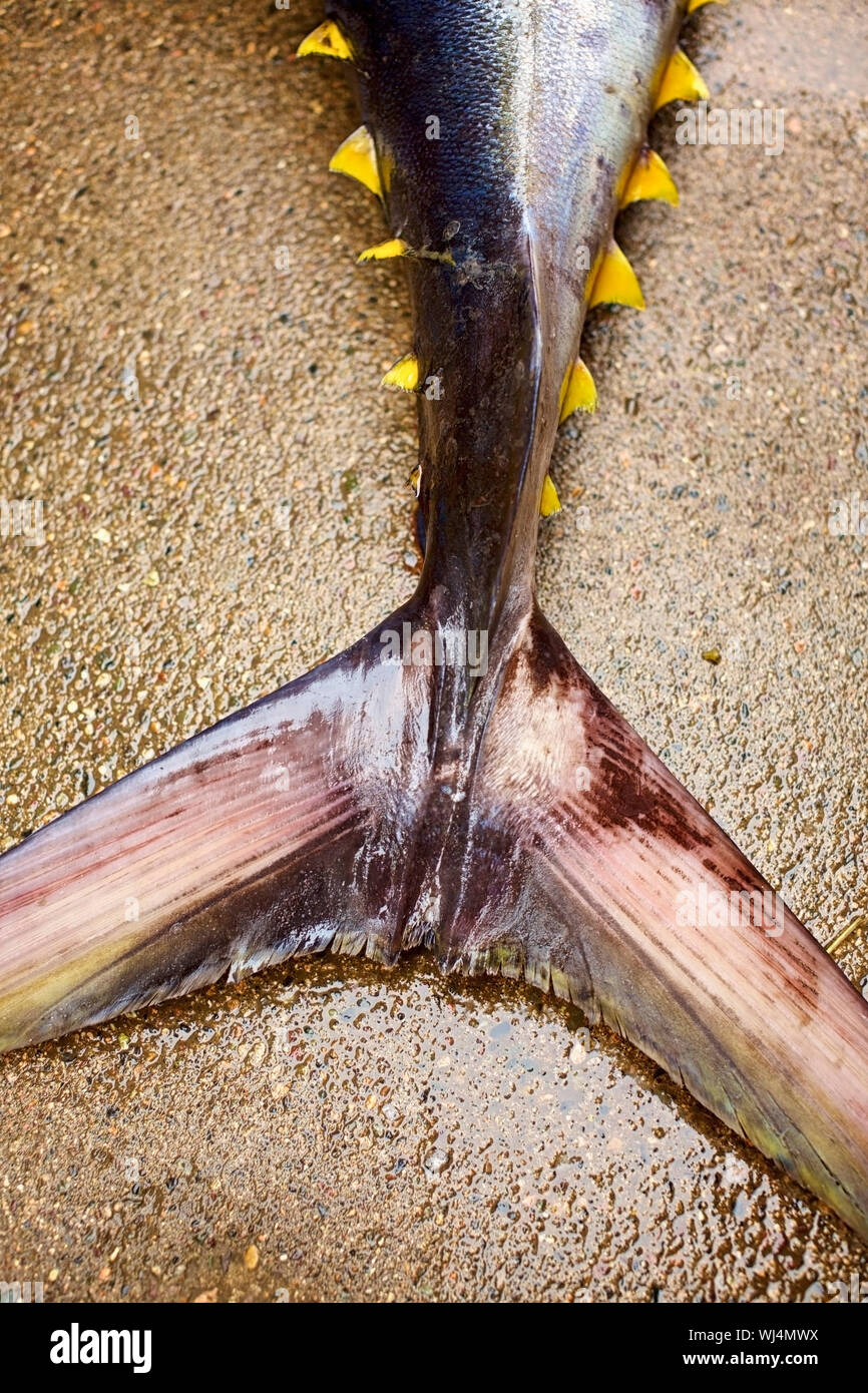 Close up tail of yellow fin tuna Stock Photo Alamy