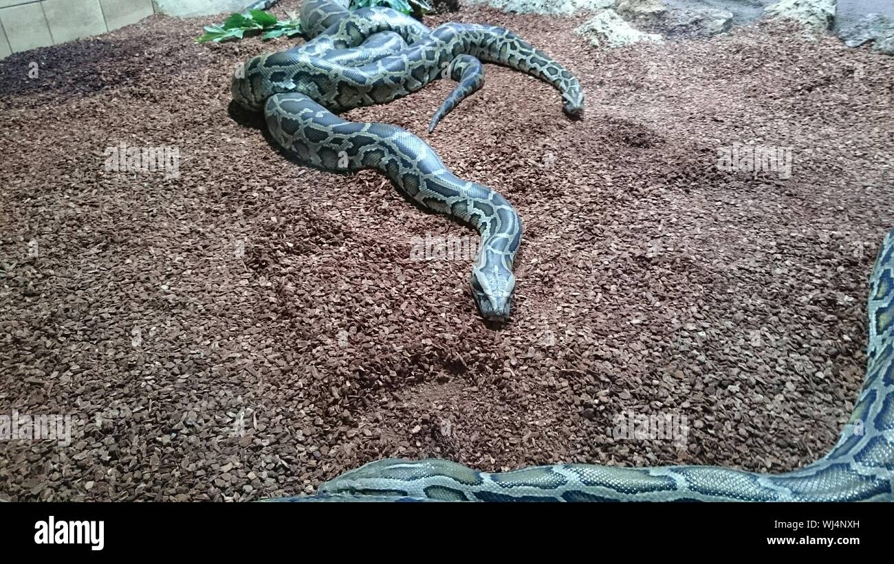 Two pythons hi-res stock photography and images - Alamy