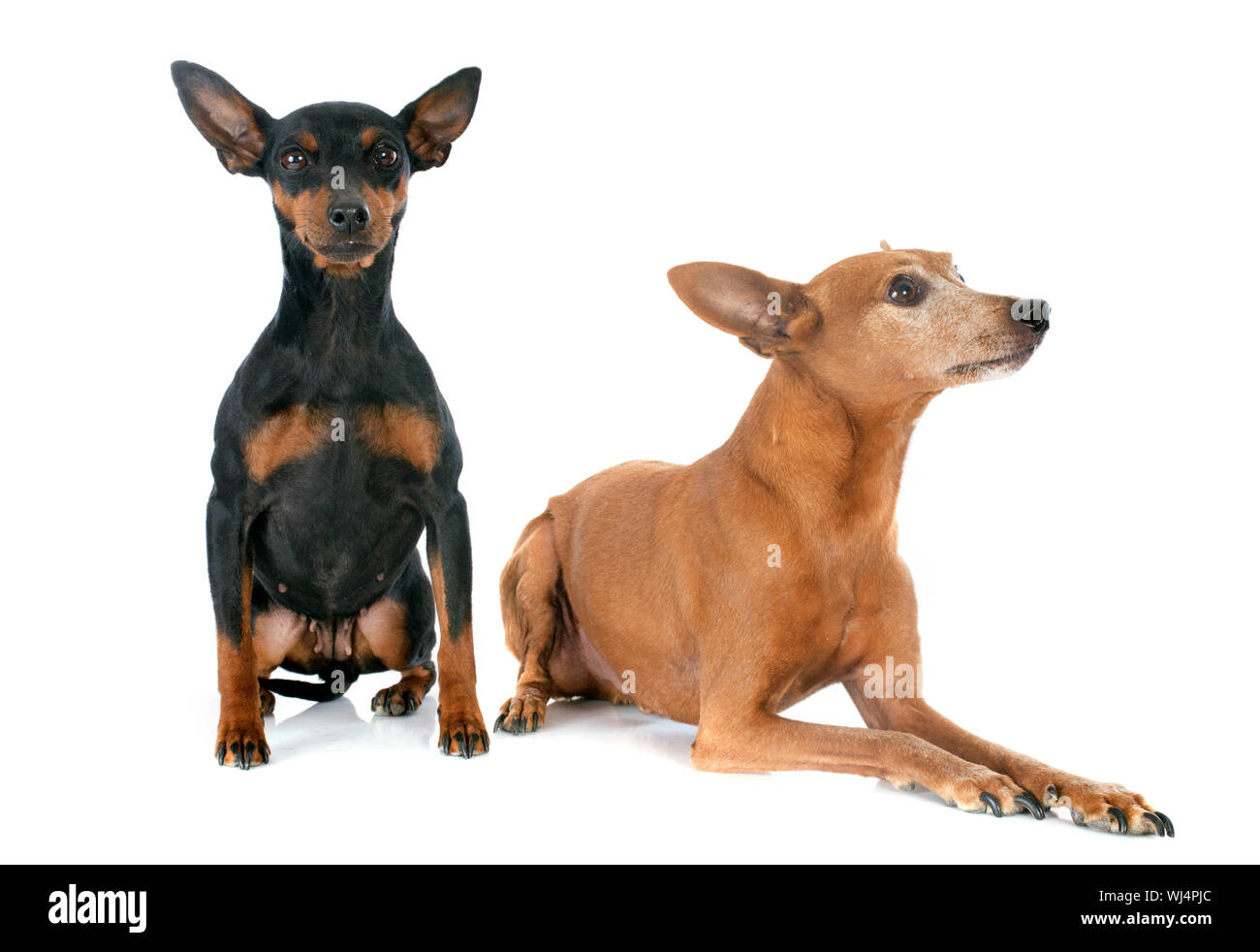purebred miniature pinschers in front of white background Stock Photo