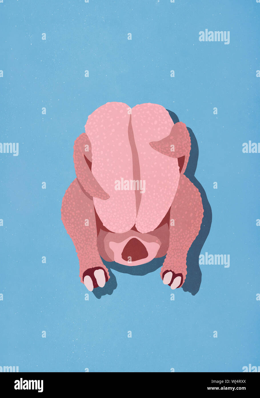 Raw chicken on blue background Stock Photo - Alamy