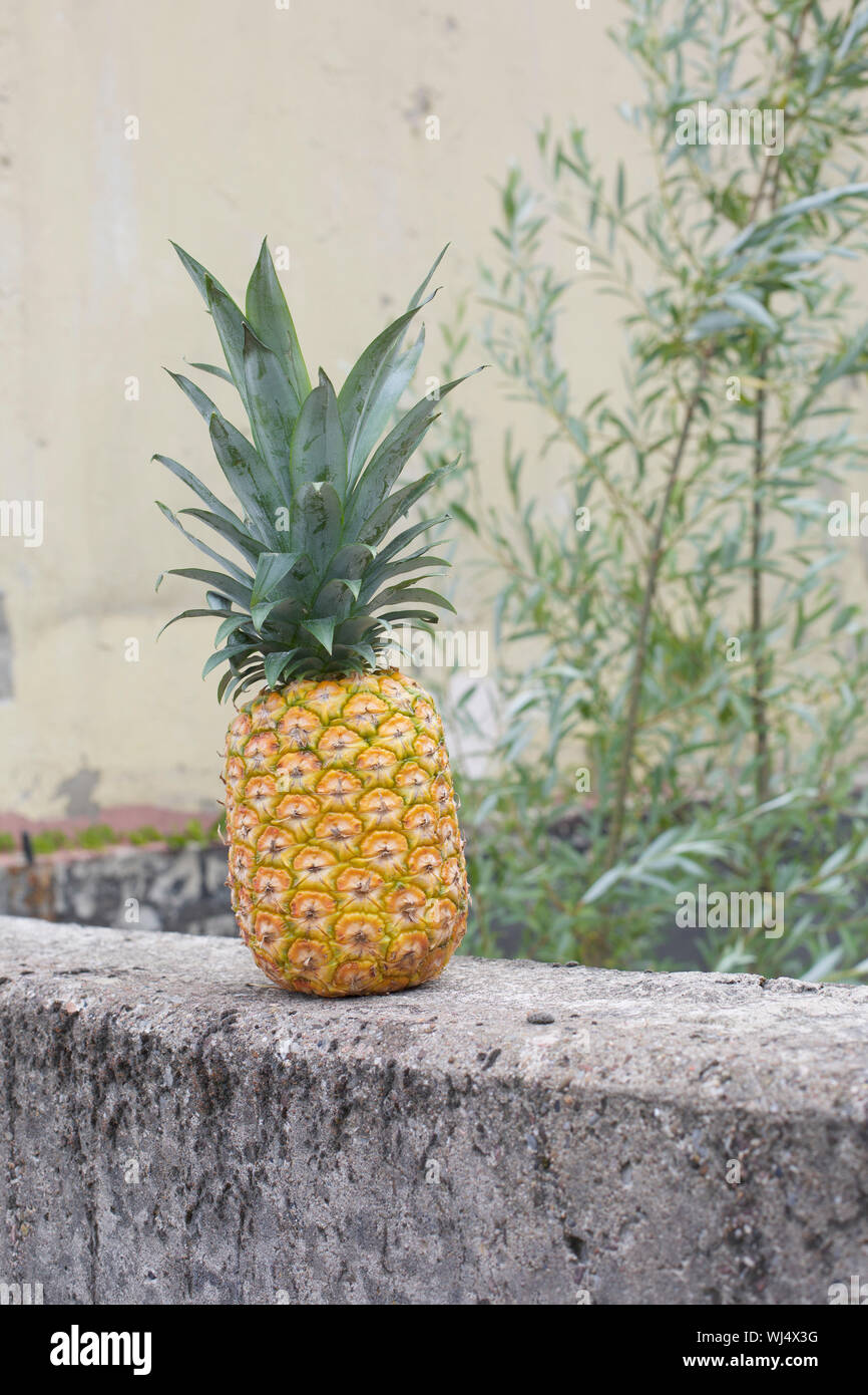 Pineapple on concrete ledge Stock Photo