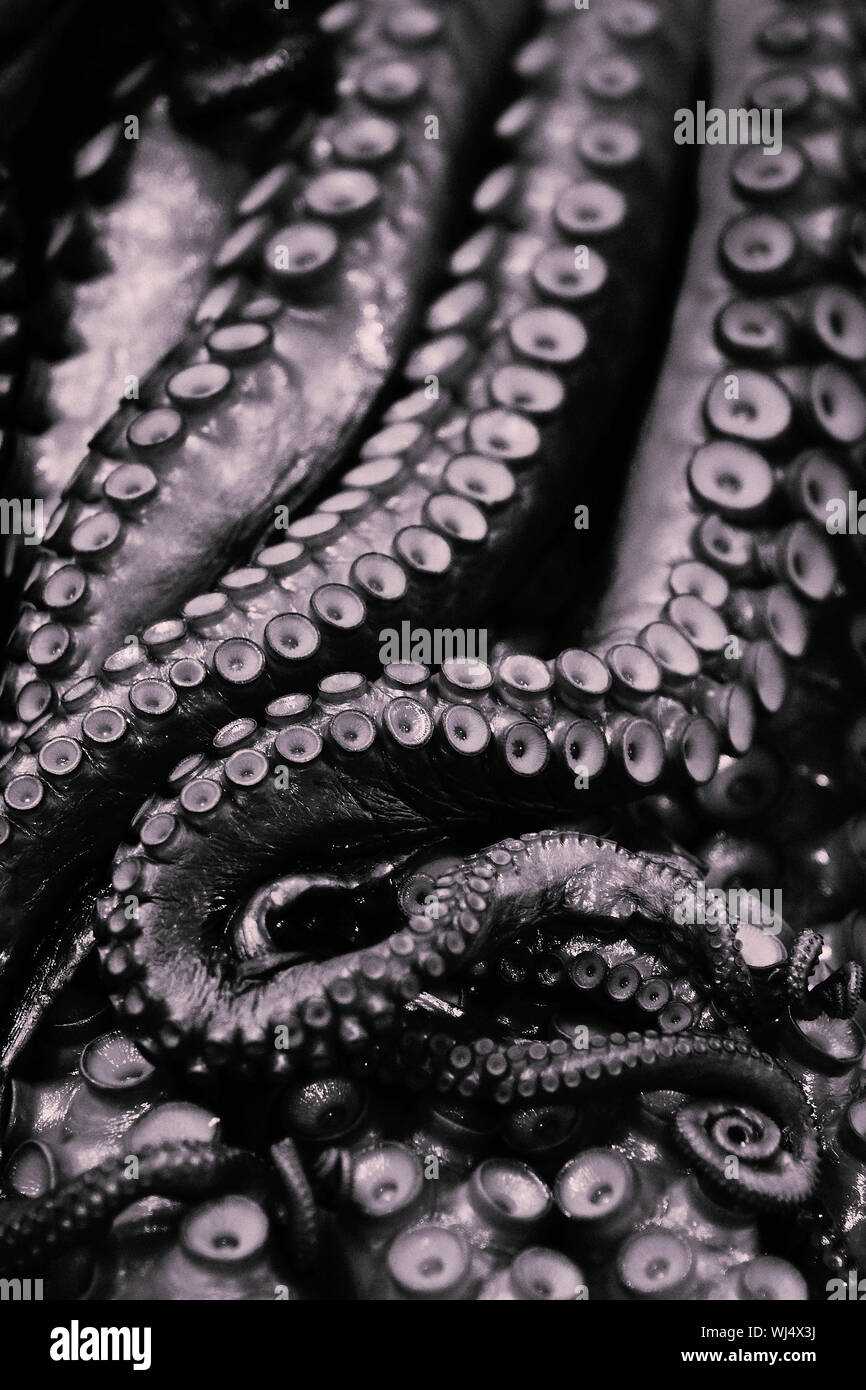 Close up octopus tentacles Stock Photo - Alamy