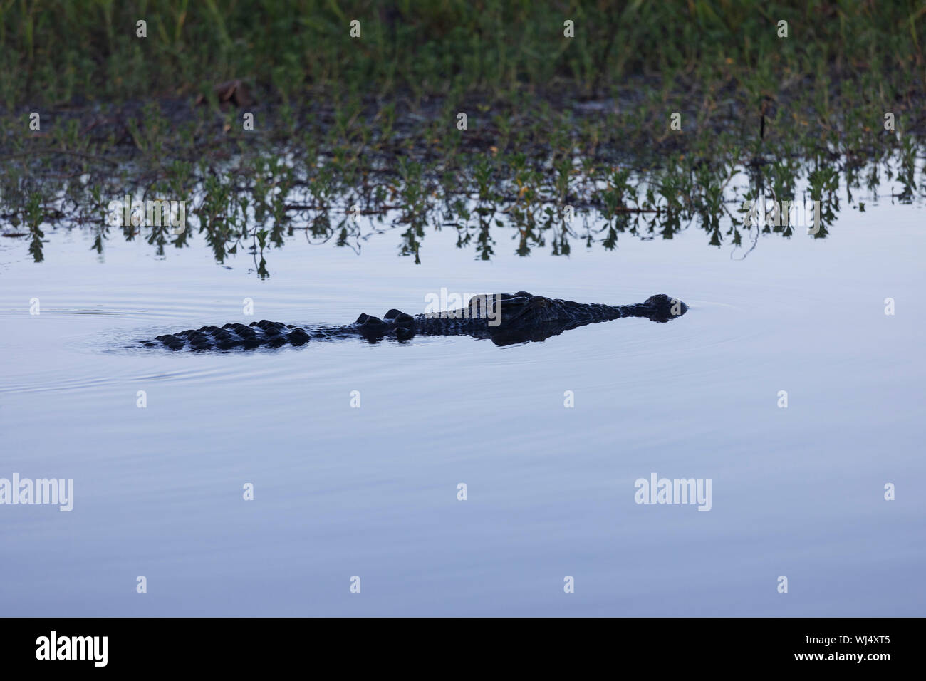 Saltwater crocodile swimming in calm marsh, Kakadu National Park, Australia Stock Photo