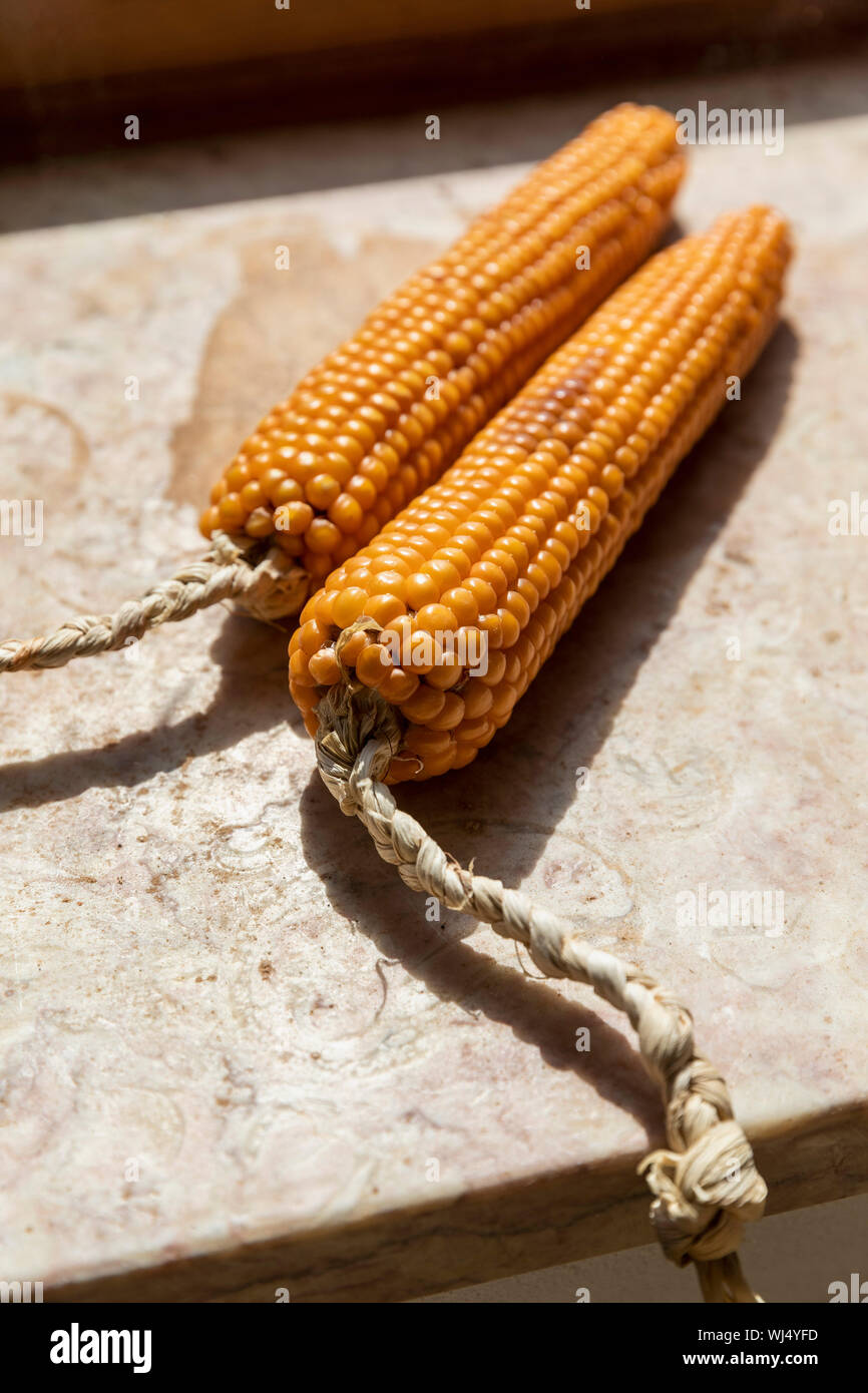 Close up vibrant dried corn cobs tied with braided rope Stock Photo