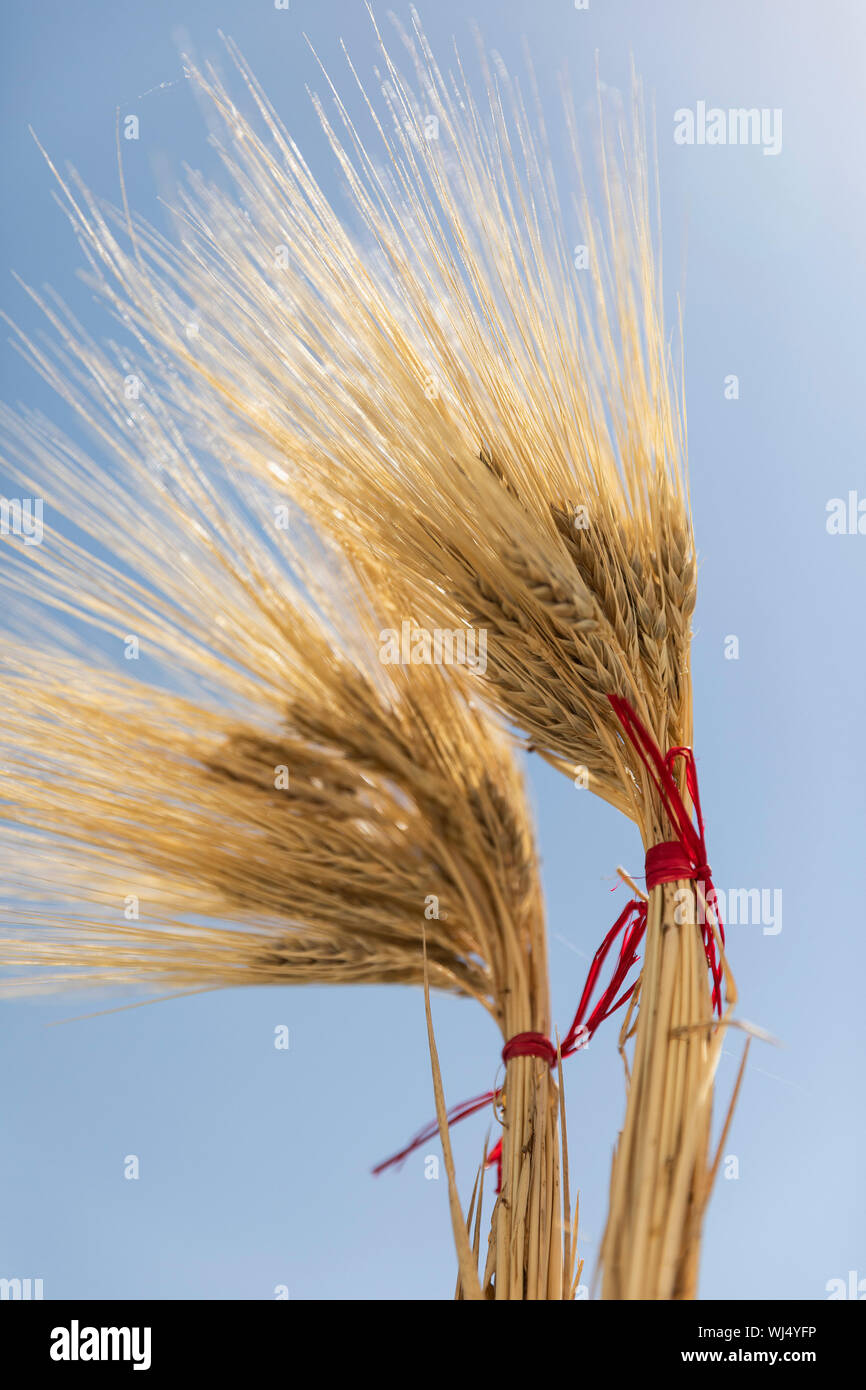 Golden wheat bundles against sunny blue sky Stock Photo