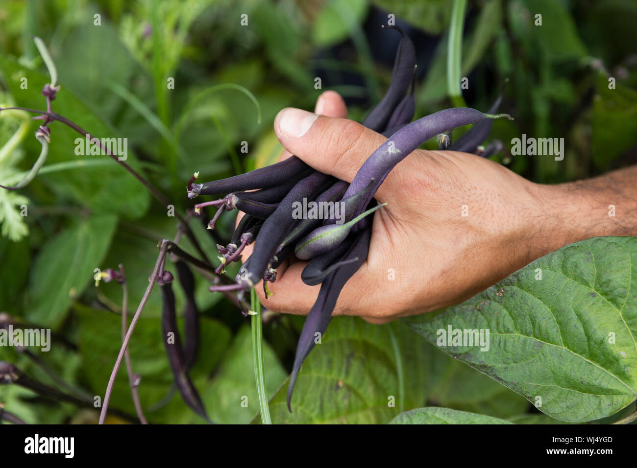 Man harvesting fresh, organic purple beans Stock Photo