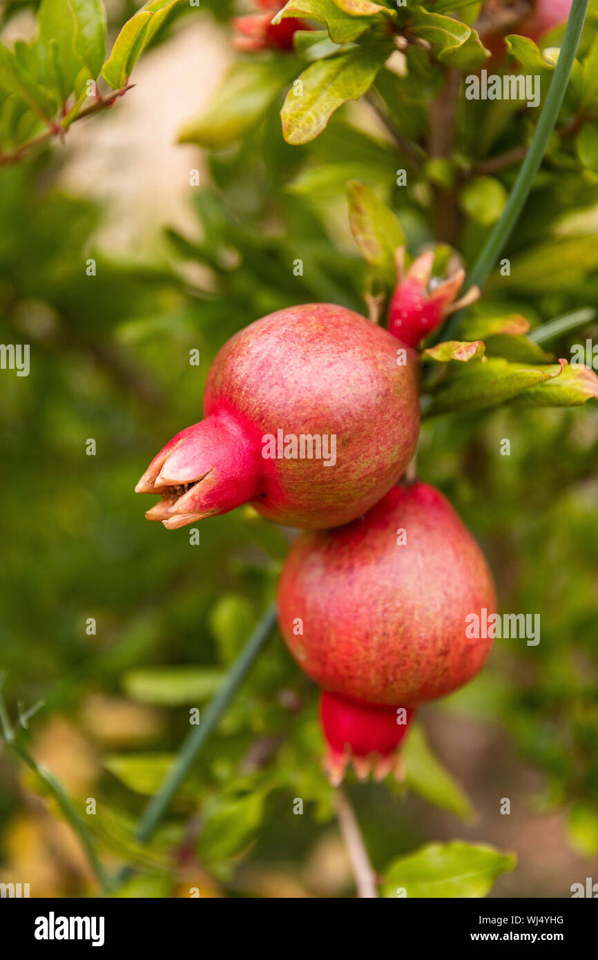 Close up organic pomegranate growing on branch Stock Photo