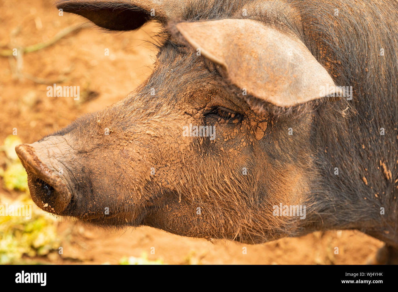 Close up profile muddy free range pig Stock Photo