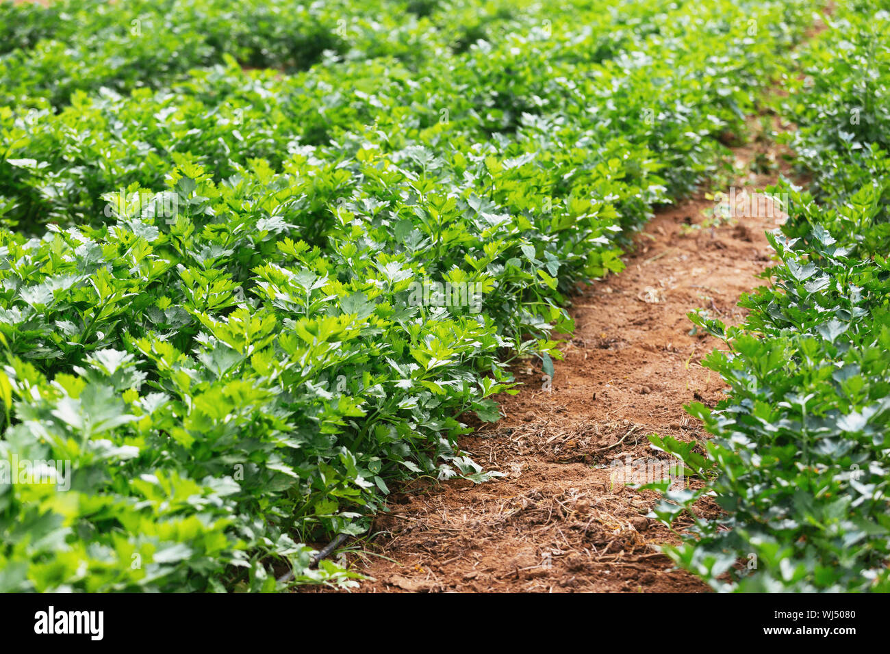 Vibrant green organic celery plants growing in vegetable garden Stock Photo