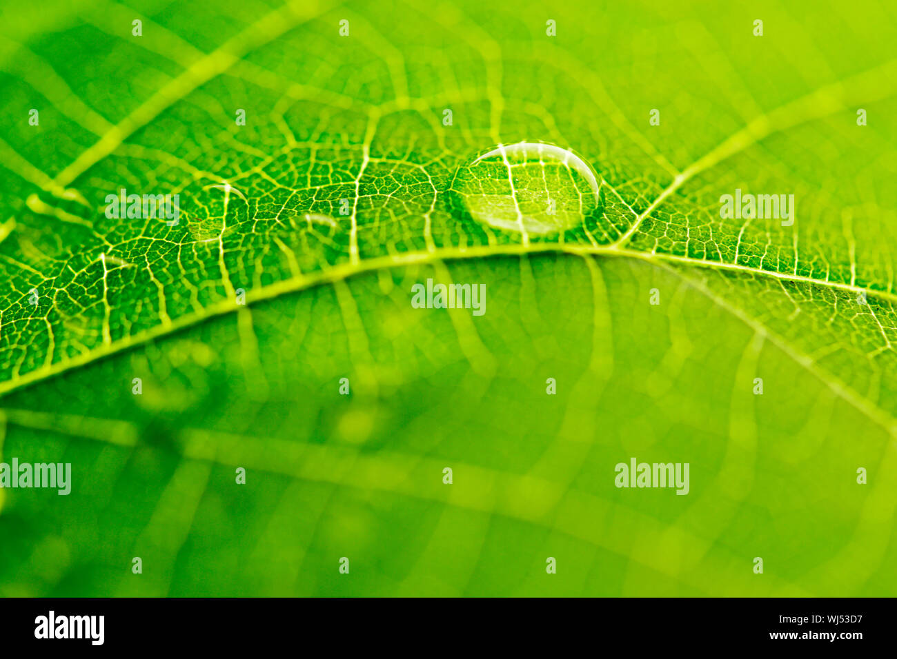 Water drop on green leaf macro Stock Photo - Alamy