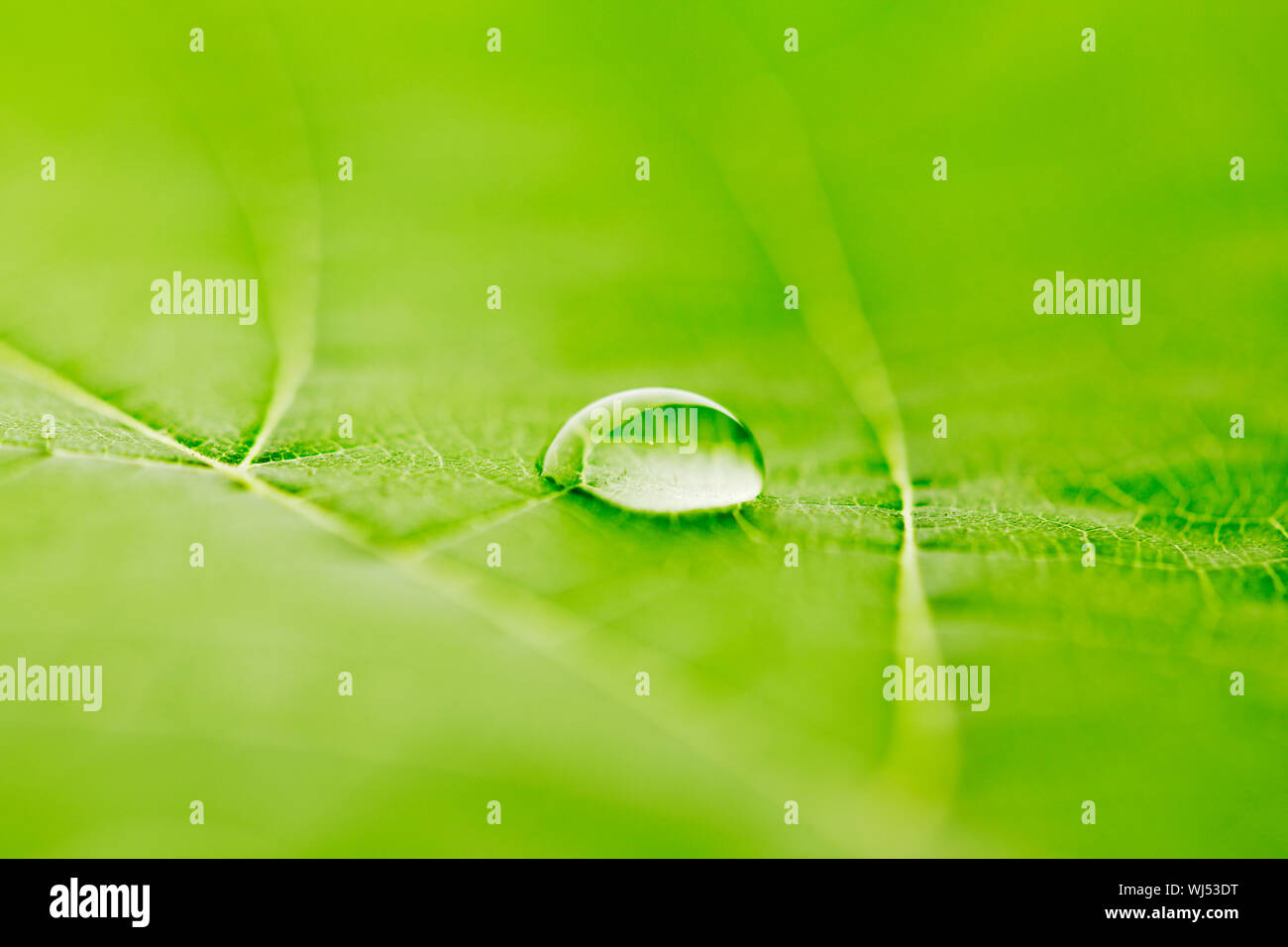 Water drop on fresh green leaf macro Stock Photo - Alamy
