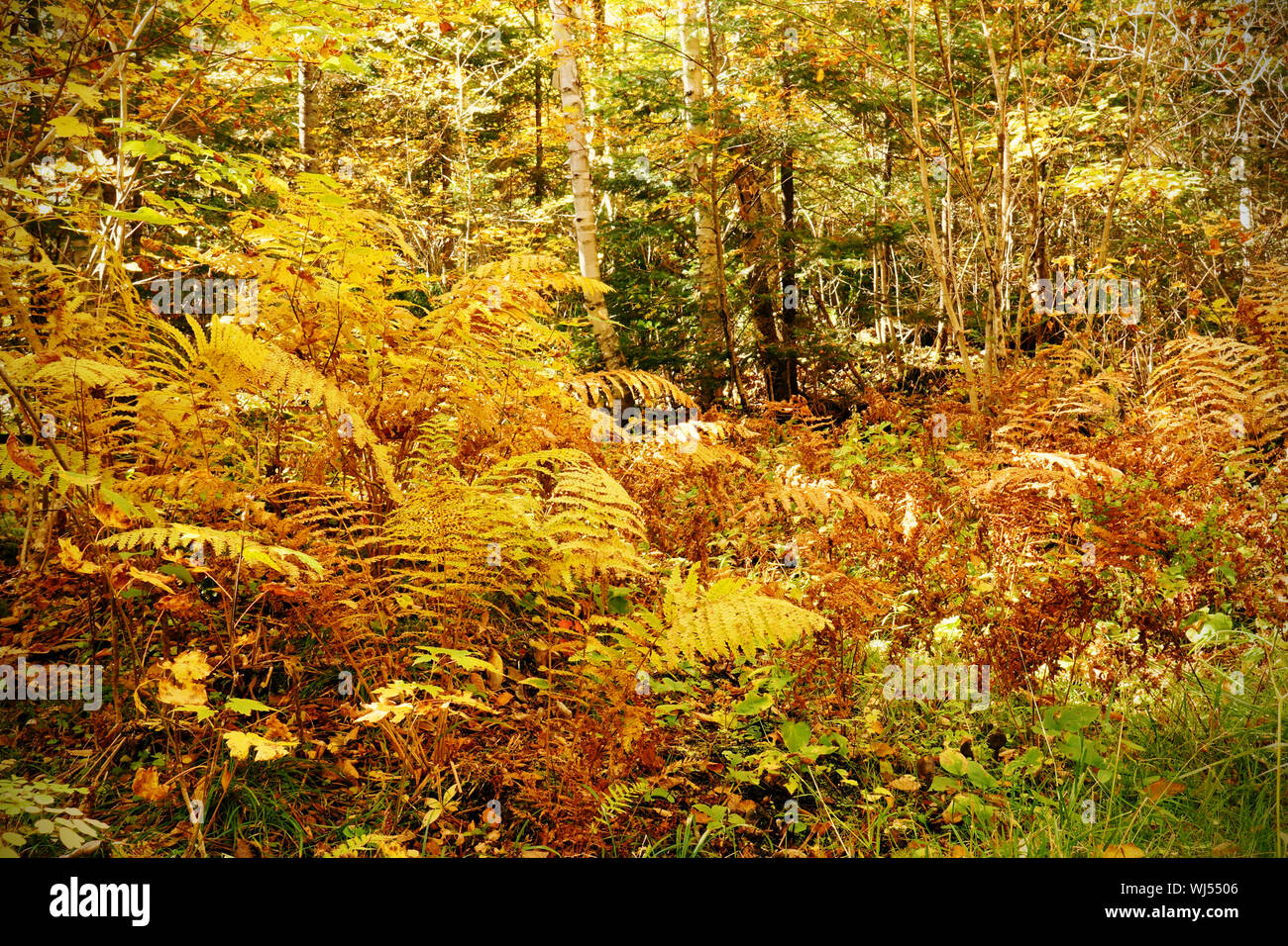 Dense forest underbrush with ferns and other bushes, dramatic yellow fall color nature