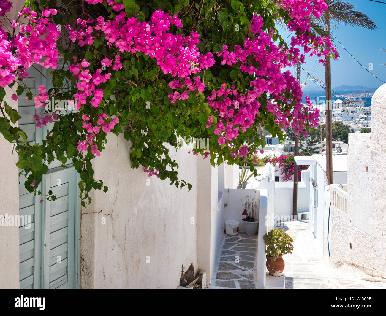 Green branches with bright flowers hanging from wall of white house on street of city on Mykonos Island on sunny day in Greece Stock Photo
