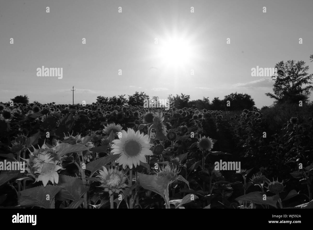 Sunflowers Black and White Stock Photos & Images - Alamy