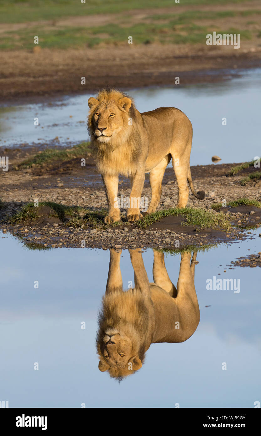 African Lion (Panthera leo) male at edge of Ndutu river, Ngorongoro Conservation Area, southern Serengeti, Tanzania. Stock Photo