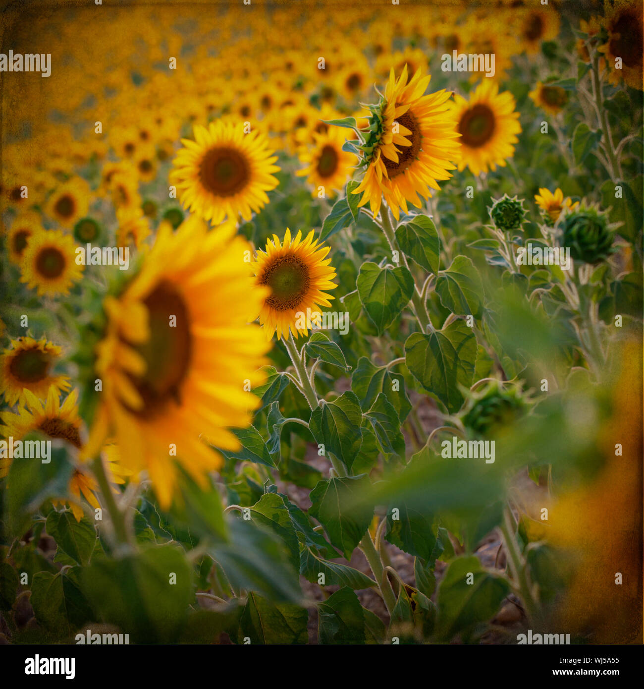 Blooming field of a sunflowers Stock Photo - Alamy