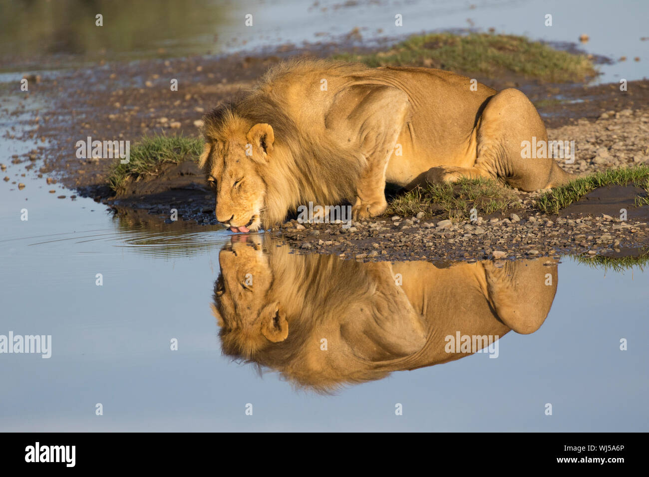 African Lion (Panthera leo) male drinking at Ndutu river, Ngorongoro Conservation Area, southern Serengeti, Tanzania. Stock Photo