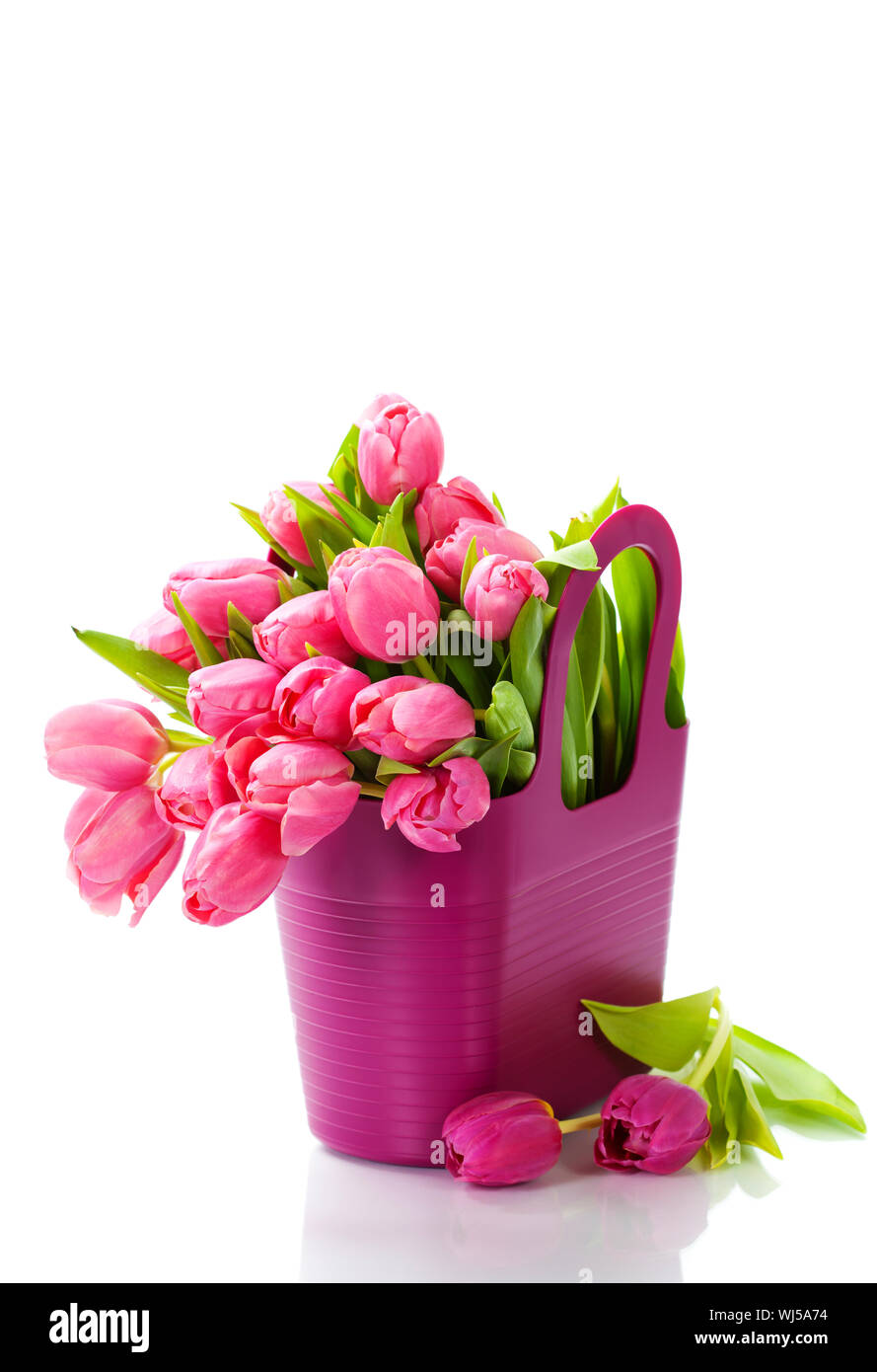Pink tulips on white background Stock Photo - Alamy