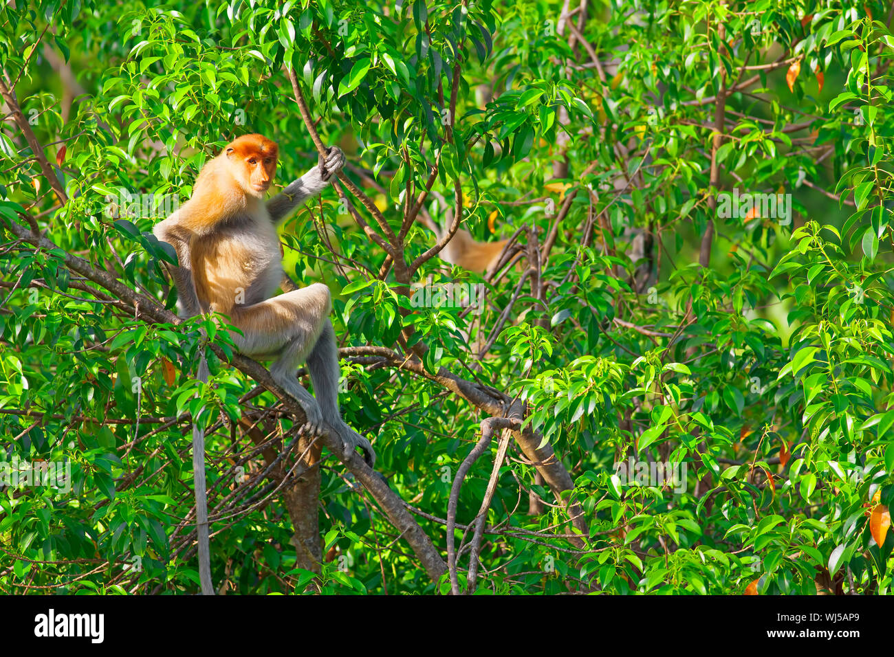 Proboscis monkey in the mangrove in Labuk Bay, Borneo Stock Photo - Alamy