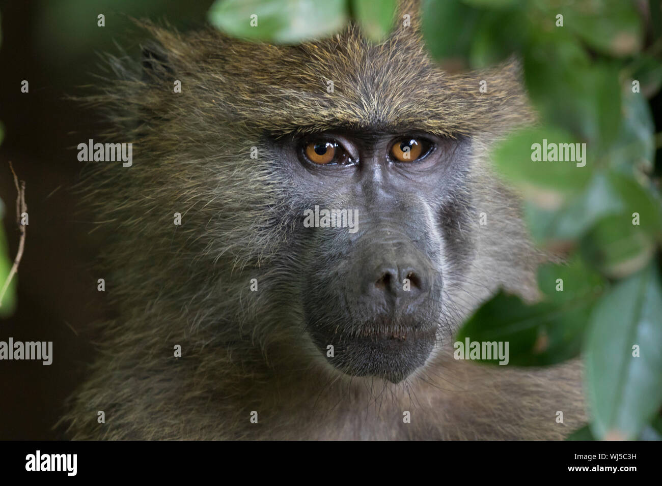 Yellow baboon (Papio cynocephalus) Lake Manyara National Park, Tanzania. Stock Photo