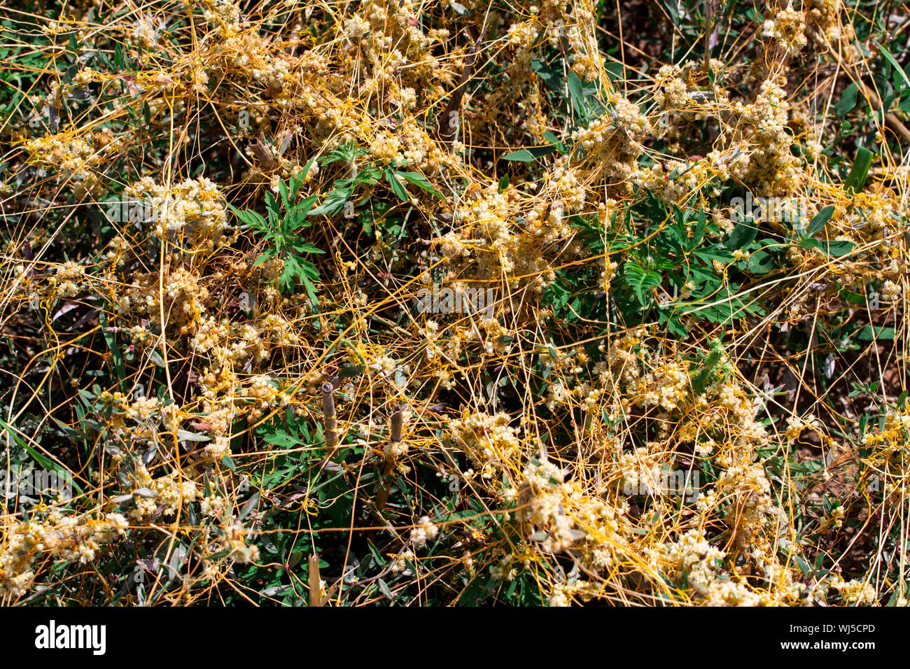 Dodder Genus Cuscuta is The parasite wraps the stems of plant cultures with yellow threads and sucks out the vital juice and nutrients Stock Photo