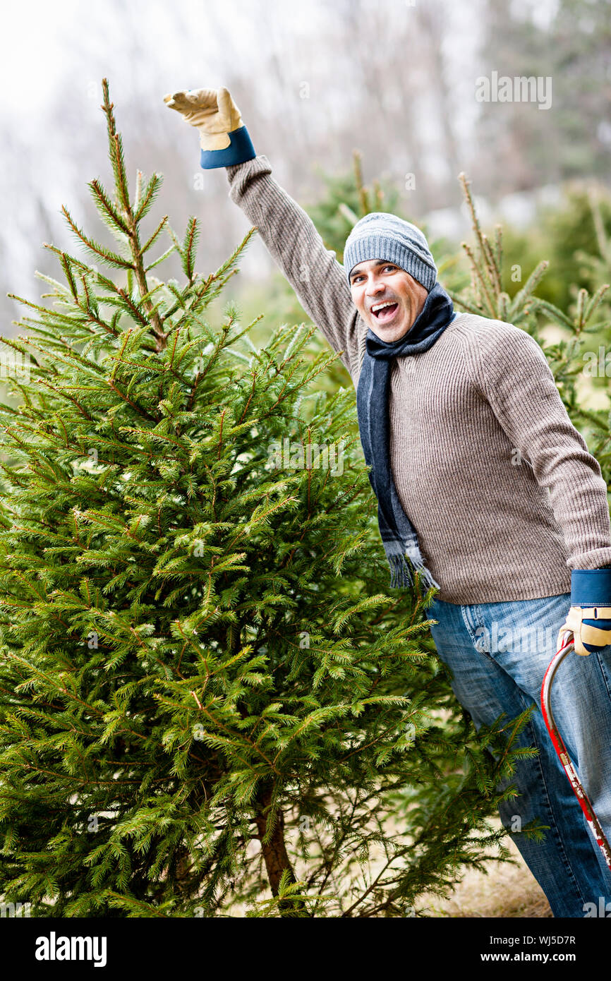 Man at cut your own Christmas tree farm showing tall spruce Stock Photo
