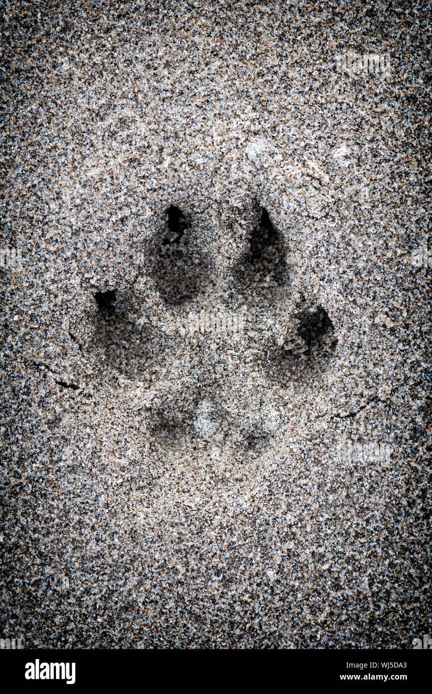 Closeup of dog paw print in sand Stock Photo