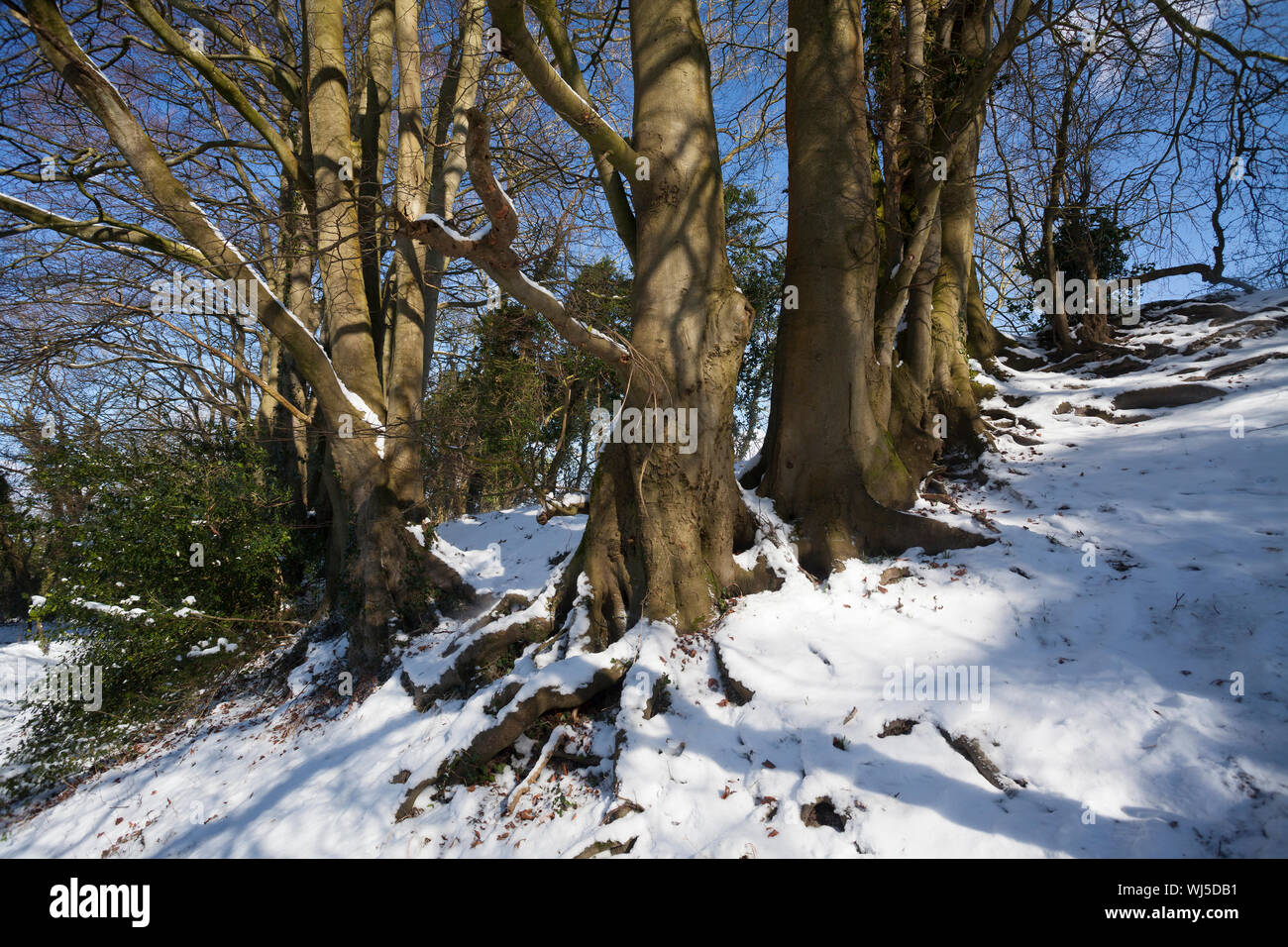 Beech Trees (Fagus sylvatica) with snow along footpath, Westmeston, South Downs National Park, West Sussex, UK Stock Photo