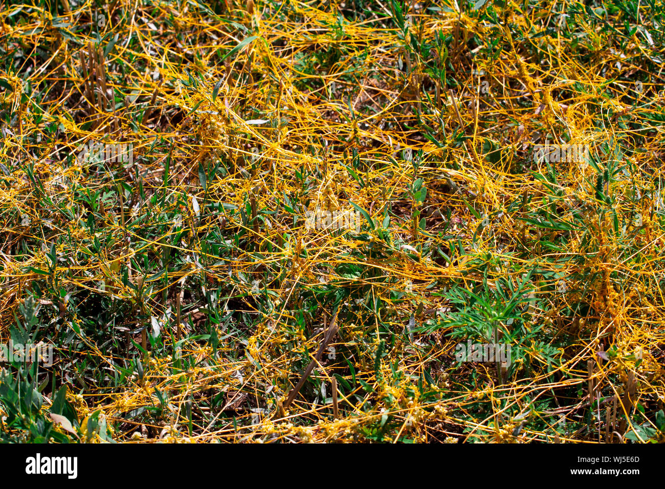 Dodder Genus Cuscuta is The parasite wraps the stems of plant cultures ...