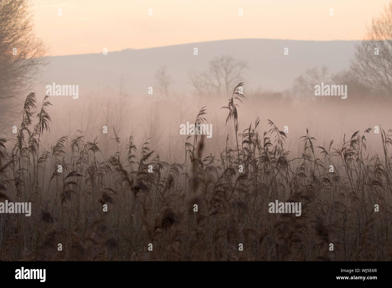 Beeding Brooks reedbed at dusk with mist, Upper Beeding, West Sussex, UK. December Stock Photo