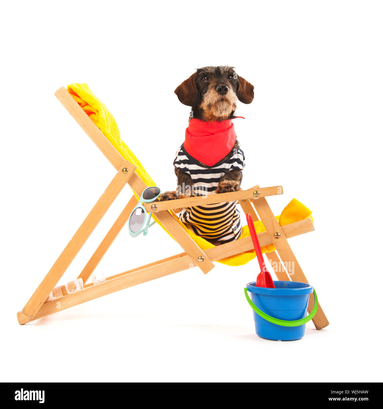 Wire haired dachshund in beach chair isolated over white background Stock Photo