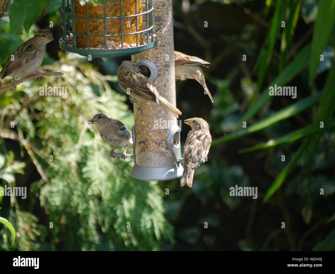 wild birds feed from an urban garden bird feeder Stock Photo Alamy