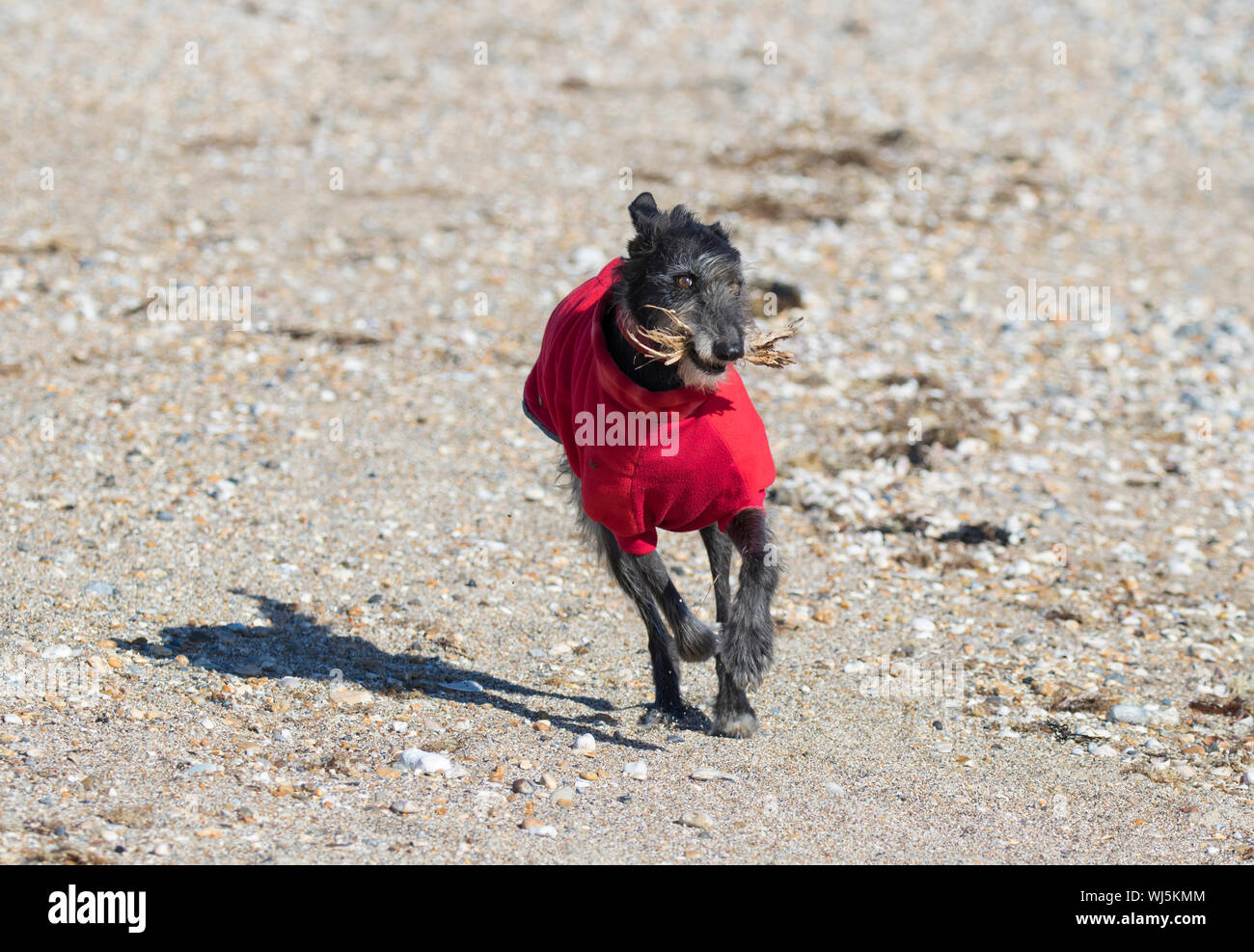 Lurcher dog wearing red coat running with a stick. North Norfolk, UK. Stock Photo