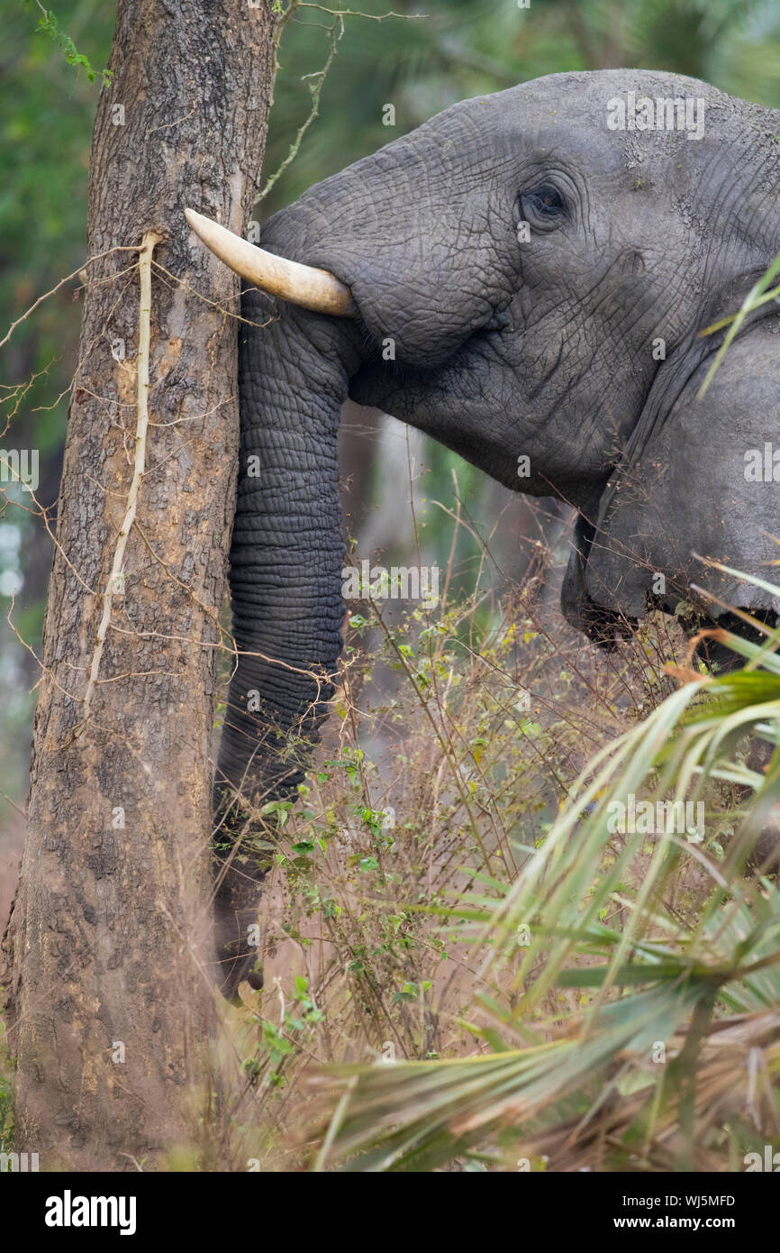 African Elephant (Loxodonta africana) pushing trunk against palm tree to knock dates down to eat off the ground, Gorongosa National Park, Mozambique. Stock Photo