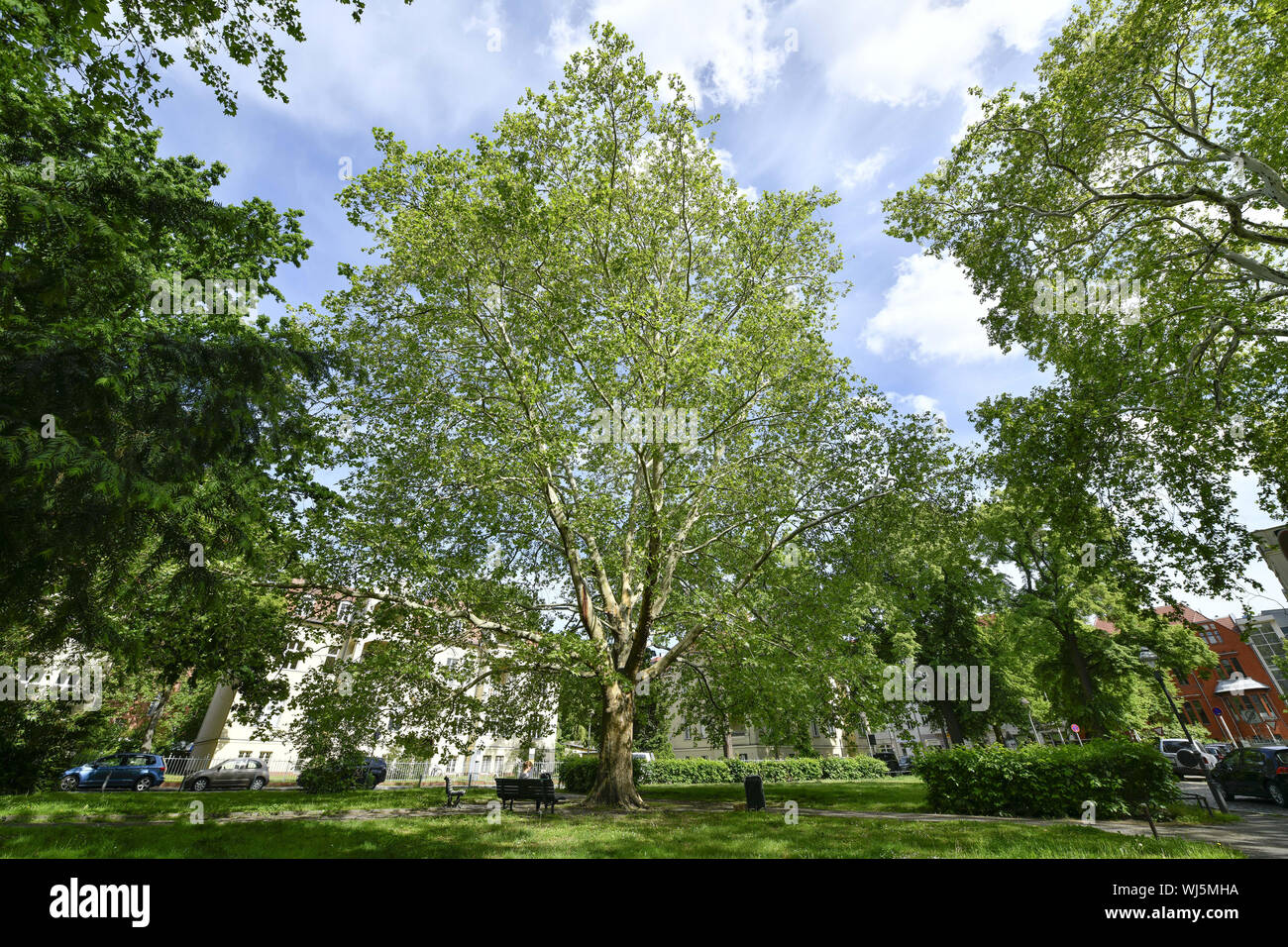 Amalienpark, tree, trees, Berlin, wide street, wide street, Germany