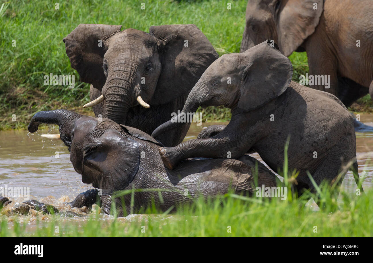 African Elephant (Loxodonta africana) juveniles playing in river, Tarangire National Park, Tanzania. Stock Photo