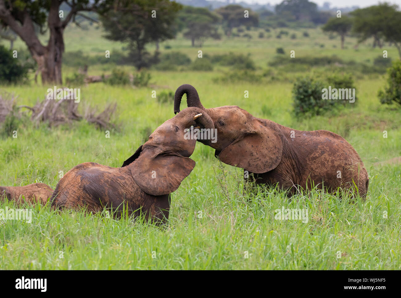 African Elephant (Loxodonta africana) young playing, Tarangire National Park, Tanzania. Stock Photo