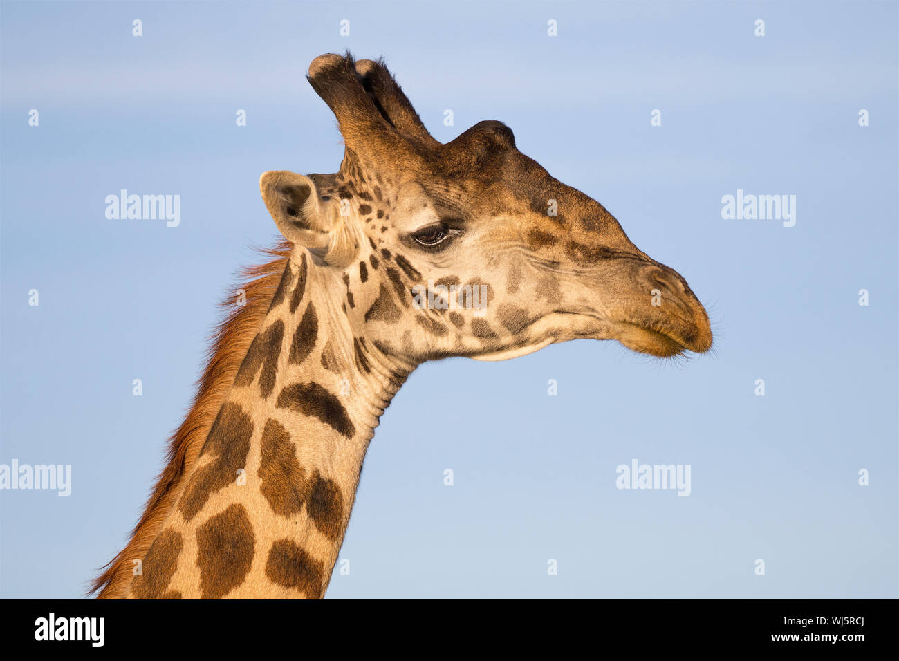 Masai giraffe (Giraffa camelopardalis tippelskirchii) head detail, Ndutu, Ngorongoro Conservation Area, southern Serengeti, Tanzania. Stock Photo
