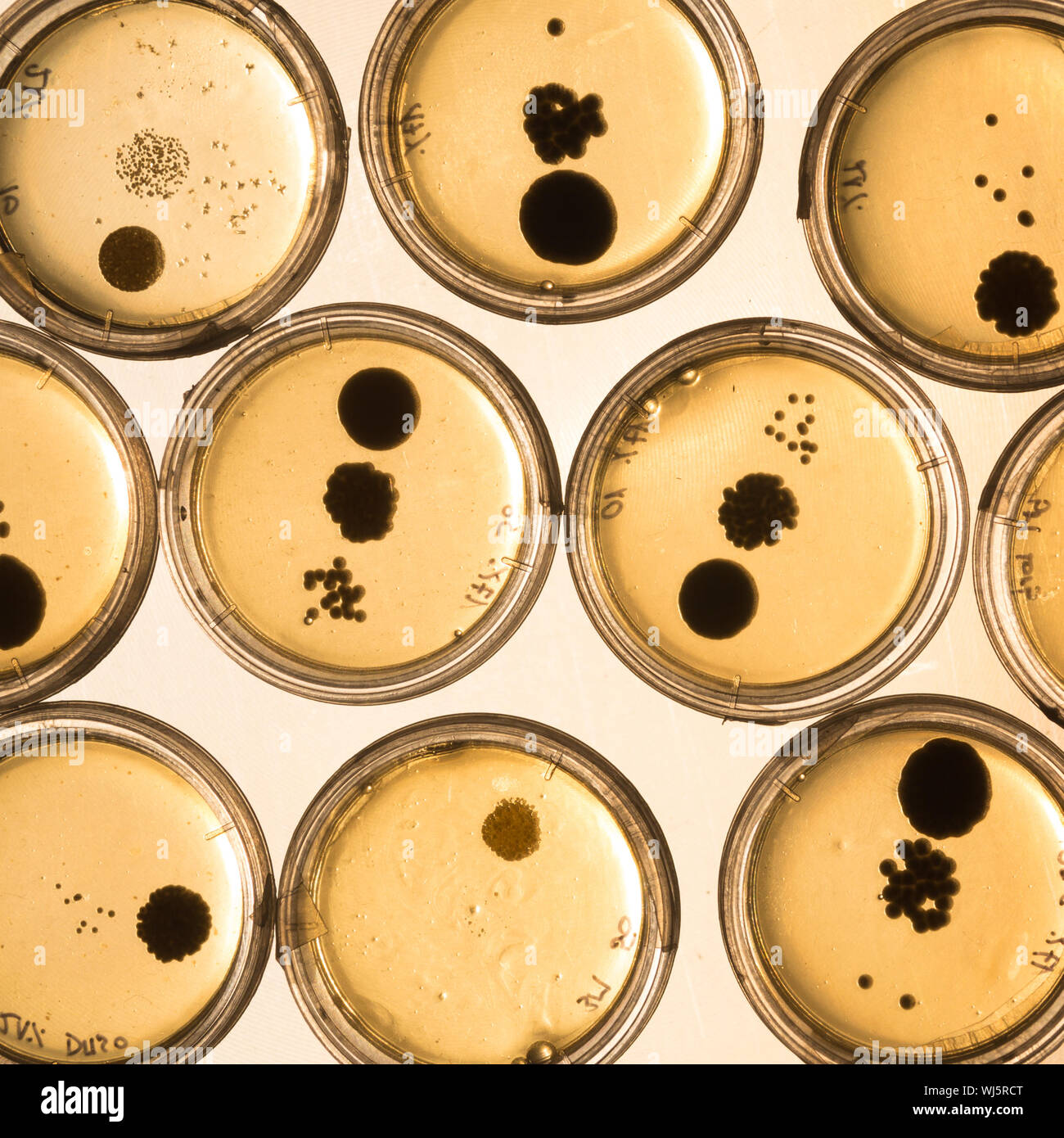 Growing Bacteria in Petri Dishes on agar gel as a part of scientific