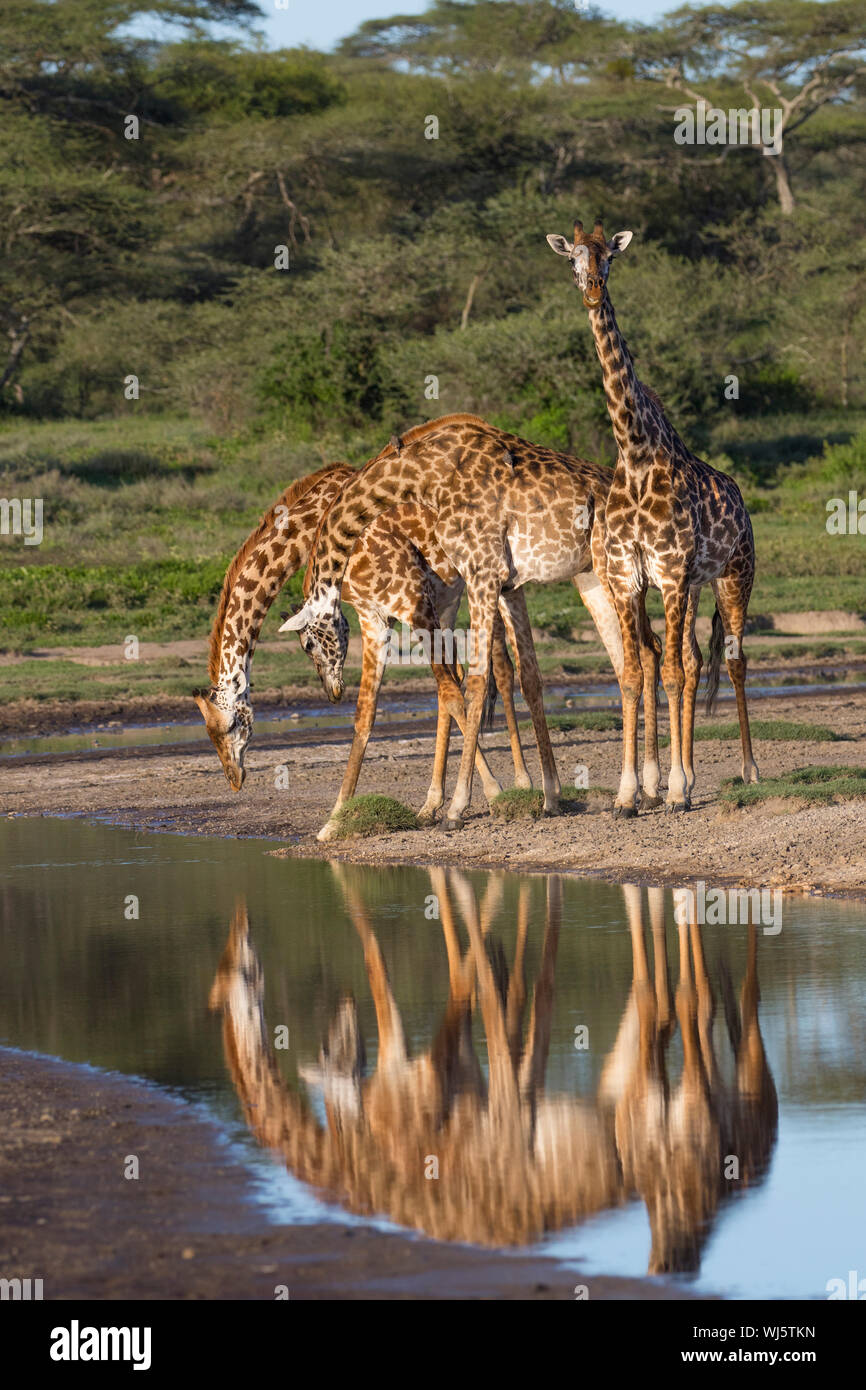 Masai giraffe (Giraffa camelopardalis tippelskirchii) drinking at river, Ndutu, Ngorongoro Conservation Area, southern Serengeti, Tanzania. Stock Photo