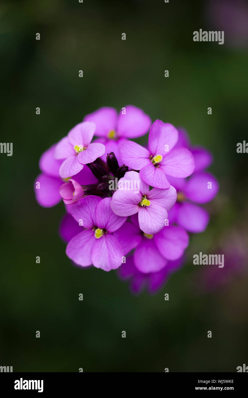 Close-up of Erysimum Bowles Mauve (Erysimum linifolium glaucum) flowers. Stock Photo